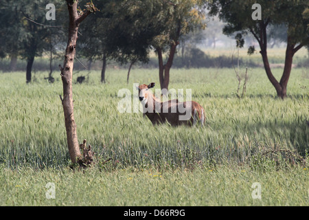 Wilde jackale in einem Maisfeld in der Nähe von Agra, Uttar Pradesh, Indien Stockfoto