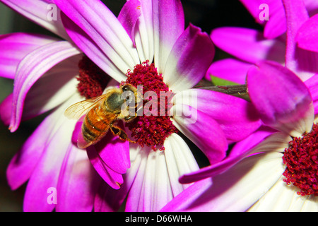 Eine europäische Honigbiene sammelt Nektar aus lila und weißen Daisy. Stockfoto