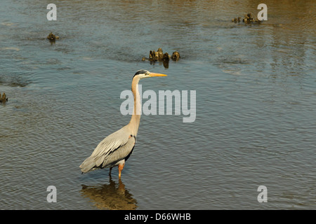 Ein Great Blue Heron watet in ein Küsten-Mündung. Stockfoto