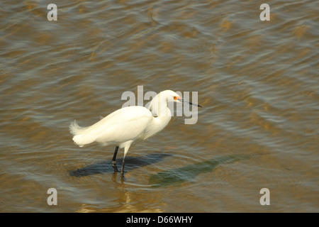 Ein Weißer Reiher watet in einem küstennahen Sumpf. Stockfoto