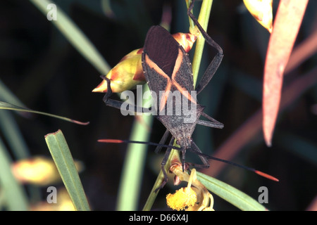 Australische Crusader / Holy Cross Käfer / Squash / Bug auf Flinders Range Flechtwerk Blütenstiel [Acacia Iteaphylla] - Mictis Profana Stockfoto