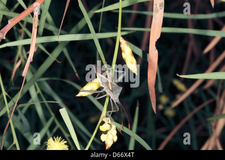 Australische Crusader / Holy Cross Käfer / Squash / Bug auf Flinders Range Flechtwerk Blütenstiel [Acacia Iteaphylla] - Mictis Profana Stockfoto