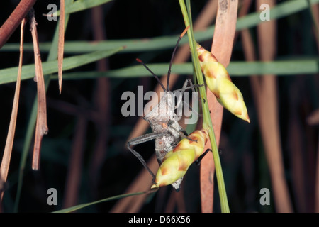 Australische Crusader / Holy Cross Käfer / Squash / Bug auf Flinders Range Flechtwerk Blütenstiel [Acacia Iteaphylla] - Mictis Profana Stockfoto