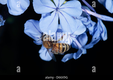 Europäische Honigbiene sammeln Pollen aus Graphit Blume-Apis Mellifera-Familie Apidae Stockfoto