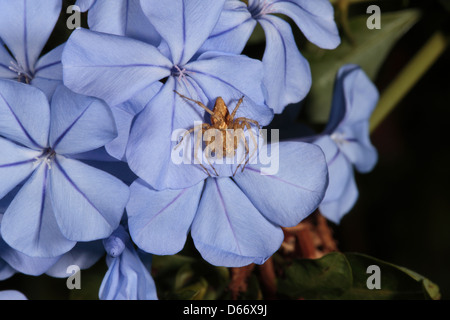 Australischen Lynx Spinne der Gattung Oxyopes auf Plumago Blume-Familie Oxyopidae Stockfoto