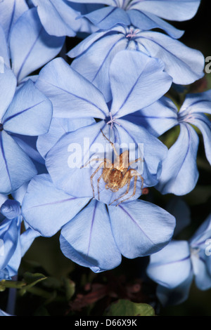 Australischen Lynx Spinne der Gattung Oxyopes auf Plumago Blume-Familie Oxyopidae Stockfoto