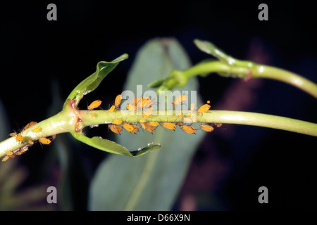 Oleander Blattläuse / Pflanze Läuse / - Aphis Nerii - Familie Aphidoidea Stockfoto