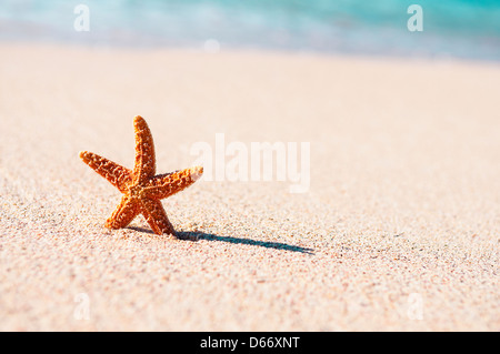 Sommerferien - Seestern am Sonnenuntergang Meer Sandstrand Stockfoto