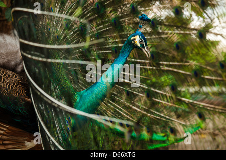 Porträt der schönen Pfau mit Federn Stockfoto