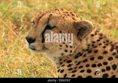 Nahaufnahme eines Geparden (Acinonyx Jubatus) liegen in der Wiese, Massai Mara, Kenia Stockfoto