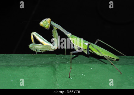 Praying Mantis sitzt auf einer Mauer vor einem schwarzen Hintergrund. Stockfoto