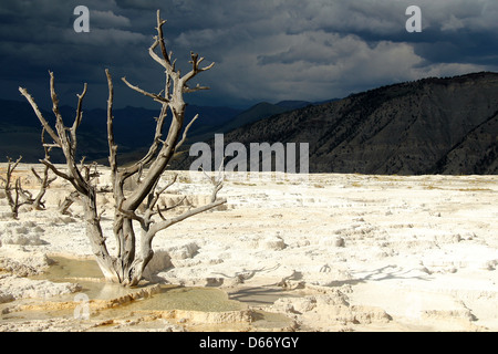 Toter Baum, Mammoth Hot Springs Terrassen, Yellowstone, Wyoming, USA Stockfoto