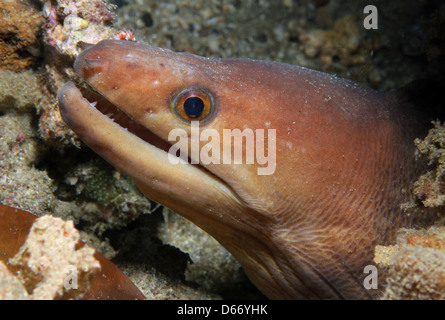 Nahaufnahme von eine Palechin Muräne (Gymnothorax Herrei), Lembeh Strait, Indonesien Stockfoto