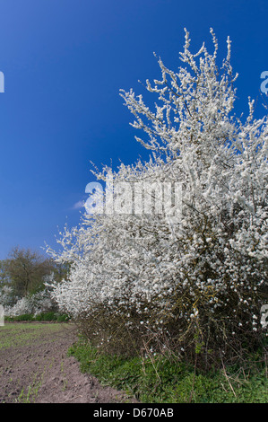 blühende Hecke Schlehe (Prunus Spinosa), Oldenburger Münsterland, Niedersachsen, Deutschland Stockfoto