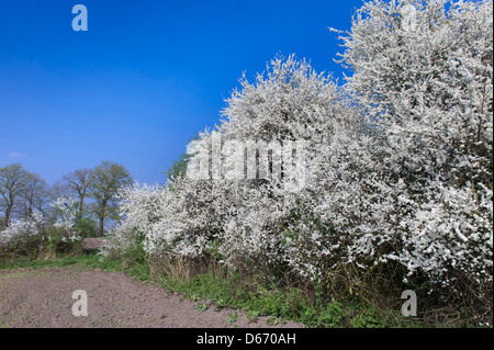 blühende Hecke Schlehe (Prunus Spinosa), Oldenburger Münsterland, Niedersachsen, Deutschland Stockfoto