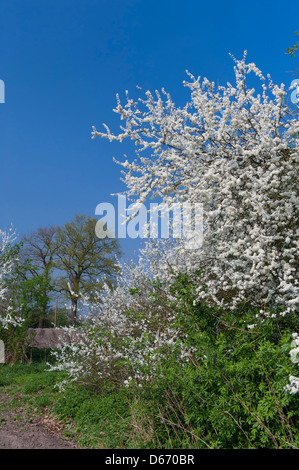 blühende Hecke Schlehe (Prunus Spinosa), Oldenburger Münsterland, Niedersachsen, Deutschland Stockfoto