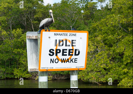 Ein brauner Pelikan (Pelecanus Occidentalis) thront auf einem Manatee Zone Schild in der Indian River, Vero Beach, Florida Stockfoto