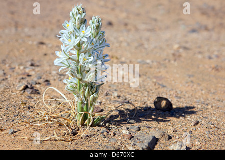 Weiße Wüste Lilie in der Sahara Wüste von Marokko. Stockfoto