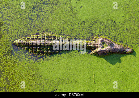 junger Alligator in Thailand Feuchtgebiet Teich mit Wasserlinsen und Kopie. Ansicht von oben. Stockfoto