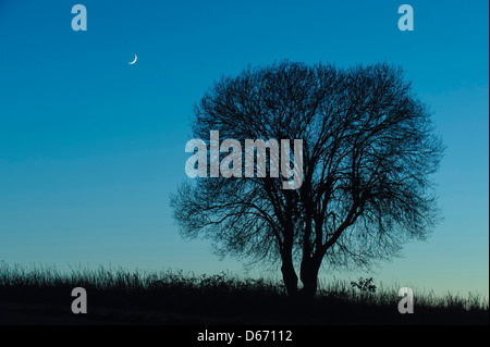 Mond und ein einzelner Baum, Niedersachsen, Deutschland Stockfoto