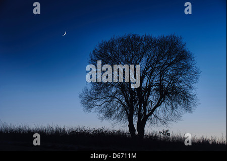 Mond und ein einzelner Baum, Niedersachsen, Deutschland Stockfoto