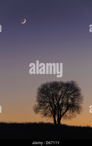 Mond und ein einzelner Baum, Niedersachsen, Deutschland Stockfoto