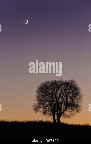 Mond und ein einzelner Baum, Niedersachsen, Deutschland Stockfoto