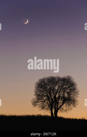 Mond und ein einzelner Baum, Niedersachsen, Deutschland Stockfoto