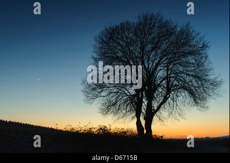 Mond und ein einzelner Baum, Niedersachsen, Deutschland Stockfoto