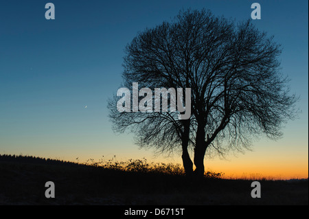 Mond und ein einzelner Baum, Niedersachsen, Deutschland Stockfoto