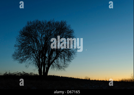 Mond und ein einzelner Baum, Niedersachsen, Deutschland Stockfoto