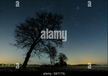 Sternenhimmel mit Bäumen, Niedersachsen, Deutschland Stockfoto