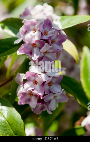 Daphne Bholua, nepalesische Papierfabrik wächst in einem Garten Surrey, UK. Februar. Stockfoto