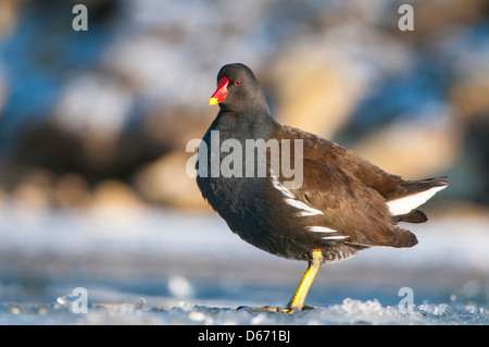 Teichhühner, Gallinula chloropus Stockfoto