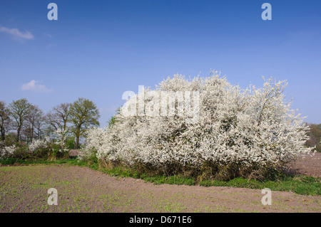 blühende Hecke Schlehe (Prunus Spinosa), Oldenburger Münsterland, Niedersachsen, Deutschland Stockfoto