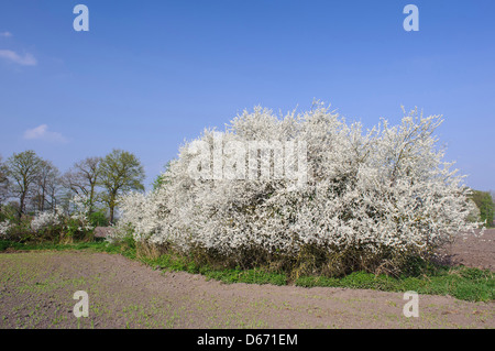 blühende Hecke Schlehe (Prunus Spinosa), Oldenburger Münsterland, Niedersachsen, Deutschland Stockfoto