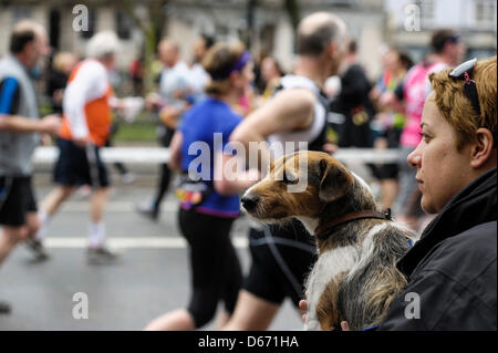 Brighton, UK, 14.04.2013: Brighton Marathon. Ein Hund schaut Läufer passieren. Bild von Julie Edwards Stockfoto