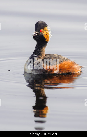 Schwarzhalstaucher, Podiceps nigricollis Stockfoto
