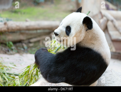 Porträt des großen Panda-Bär. Chang Mai Zoo. Thailand Stockfoto