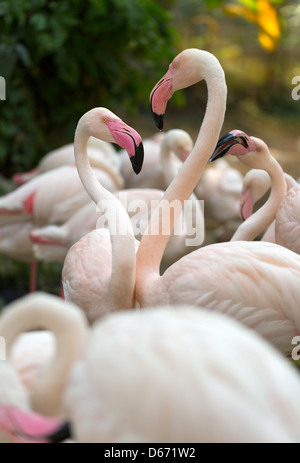 Rosa Flamingo auf einem Hintergrund von Laub Stockfoto