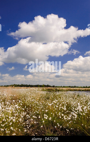 Goldenstedter moor, Niedersachsen, Deutschland Stockfoto