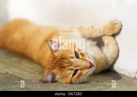 Faule Ingwer Katze in der Sonne liegen und Blick in die Kamera Stockfoto