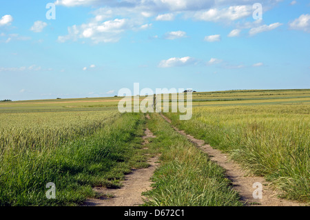 Foto einer Straße führt durch Getreide. Stockfoto