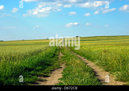 Foto einer Straße führt durch Getreide. Stockfoto