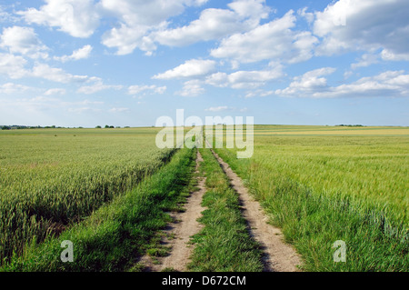 Foto einer Straße führt durch Getreide. Stockfoto