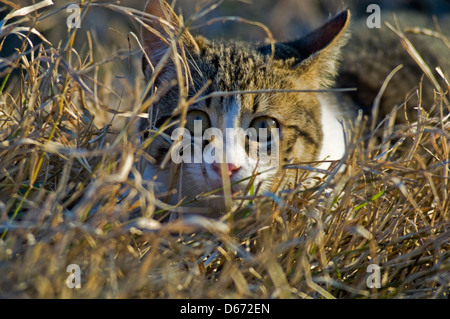 Junge Hauskatze im Rasen lauern und Blick in die Kamera Stockfoto