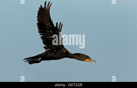 Doppelte Crested Kormoran im Flug, Rookery Venedig, Venice, Florida. Stockfoto