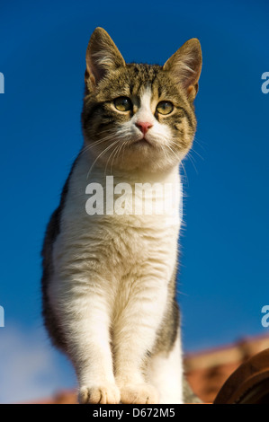 Junge Katze stehend auf einem Dach gegen blauen Himmel Stockfoto