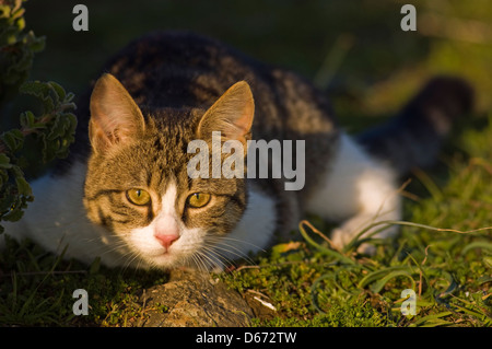 Junge Hauskatze lauern im Garten Stockfoto