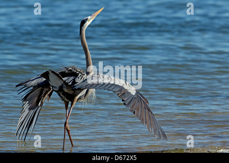 Great Blue in Gefahr-Lage Stockfoto